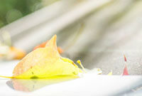 在本赛季的 在本赛季的